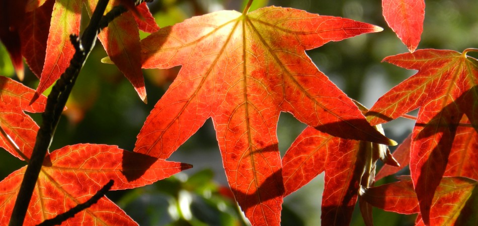 Liquidambar styraciflua
