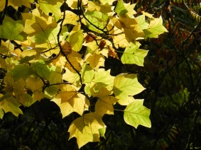 Liriodendron tulipifera