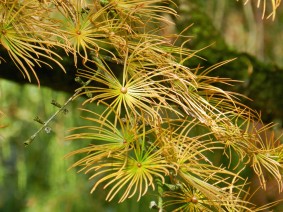 Pseudolarix amabilis