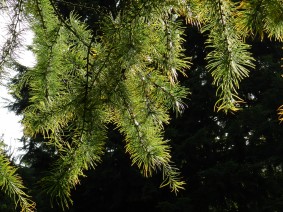 Pseudolarix amabilis