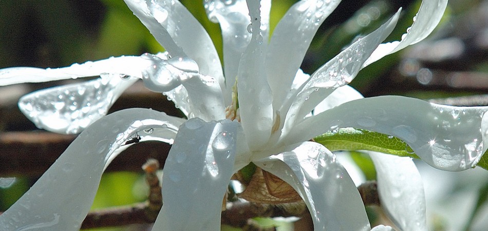 Magnolia stellata